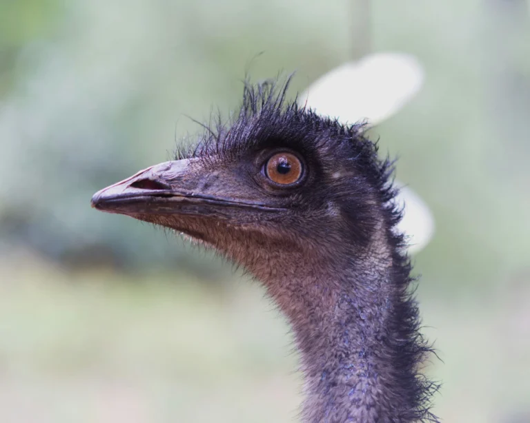 When Emus Won: Australia’s Unlikely Great Emu War Defeat