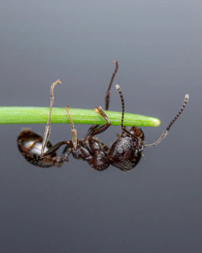 Ant Gang Busted in Bizarre Insect Trafficking Ring